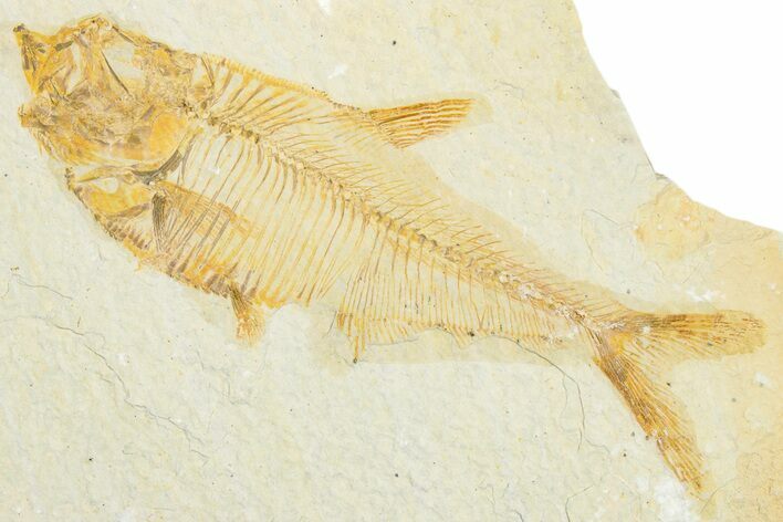 Detailed Fossil Fish (Diplomystus) - Wyoming #340128